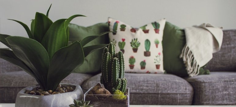 cactus and pillows