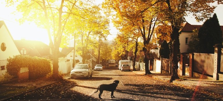 dog looking for you after moving from a suburb to the city