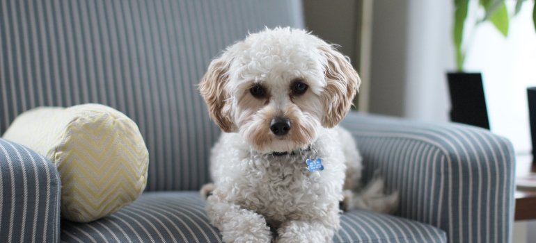 A dog sitting on the chair.