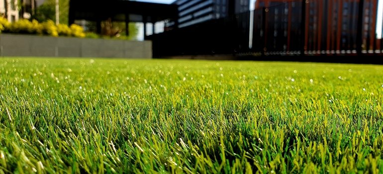 green grass