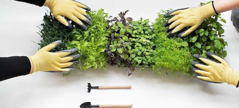 Microgreens on the white table