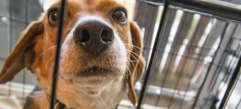 Picture of a dog in a cage