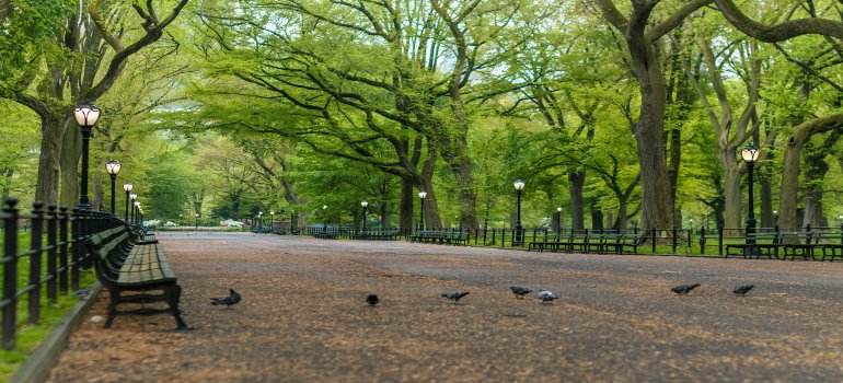 Benches at Central Park