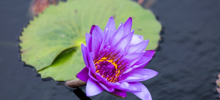 a purple flower in water in the New York Botanical Garden