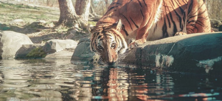 a tiger drinking water and looking straight at the camera