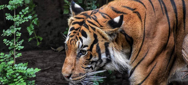 A tiger in the zoo.