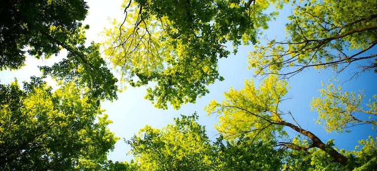 Tall green trees