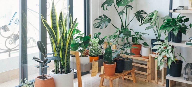 Potted plants
