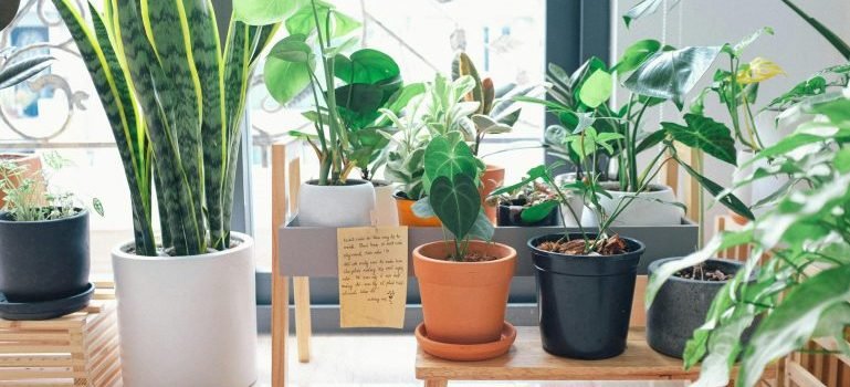 Different size plants in a room.