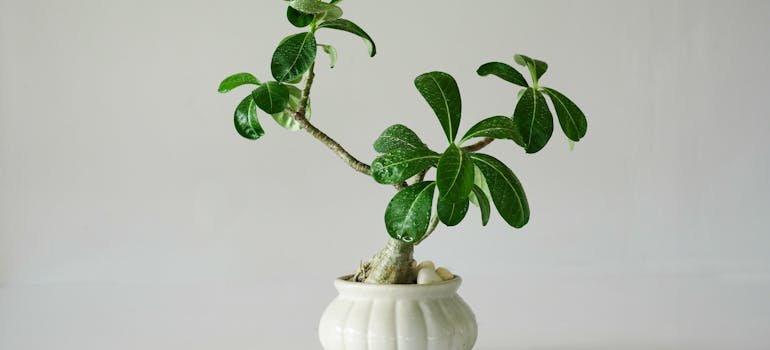 A green plant in a white vase