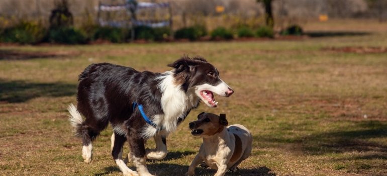 Two dogs running