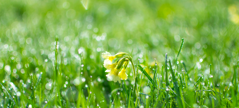 The grass and a flower in spring which is the best time to move in NYC is spring
