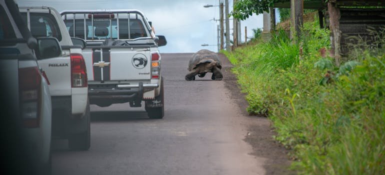 a large turtle crawling on the road next to a car line