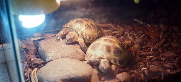 two turtles in the glass terrarium