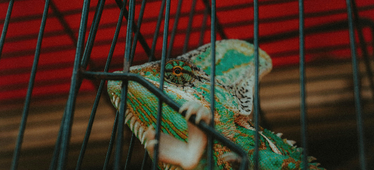 A reptile