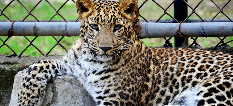 Wild Cat Inside A Cage