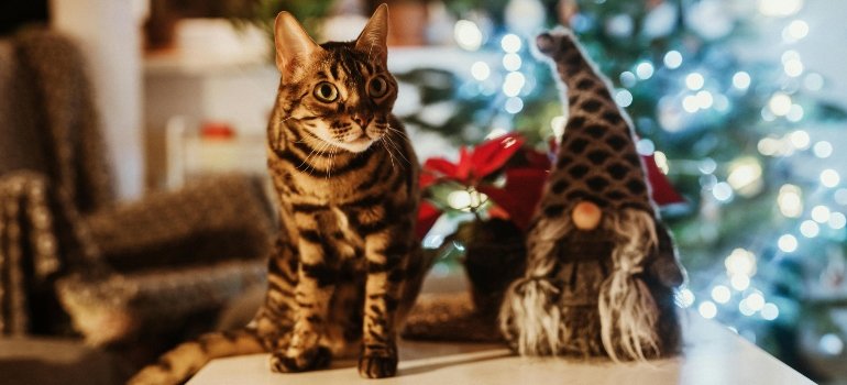 Bengal cat sitting next to holiday decoration.
