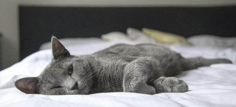 Gray cat lying on a white bed in Staten Island.