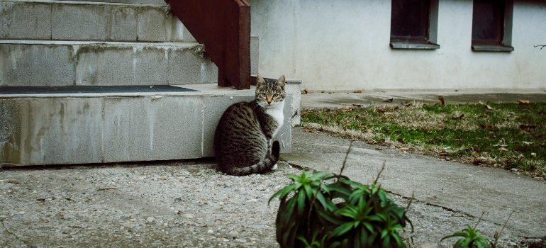 A cat resting quietly near the steps.