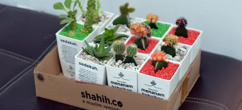A group of cactus in pots in a box