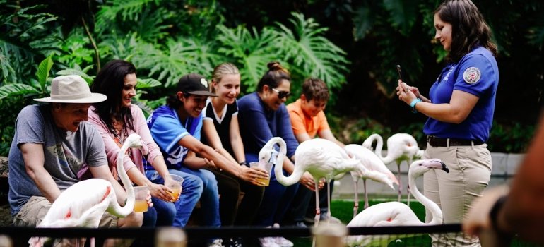 A group of people feeding flamingos and talking about budget-friendly activities in the Bronx