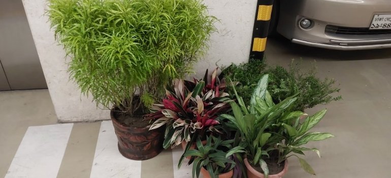 A group of potted plants