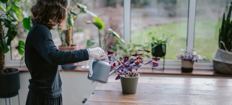 A woman watering a plant, it is essential to water plants correctly when you want to relocate your indoor garden to Manhattan