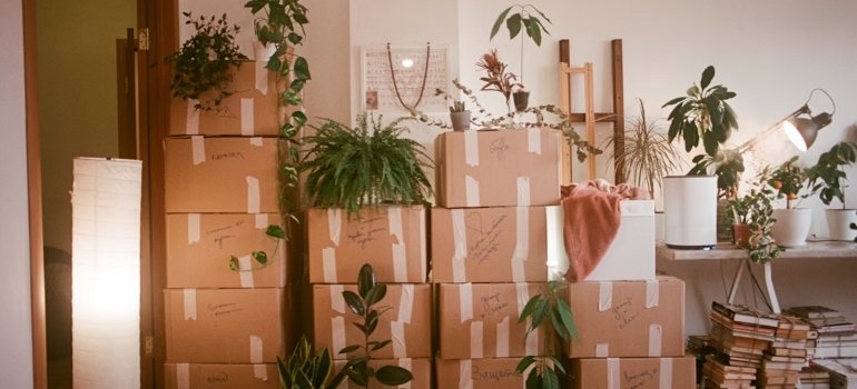 Boxes stacked in a room with plants on them, not a good example how to pack your plants when you want to relocate your indoor garden to Manhattan