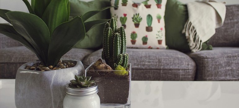 plants in a living room as an example how to customize your new apartment in NYC
